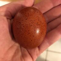 Black Copper Marans Egg! The New Chickens are Finally Laying... or at Least One of Them Is
