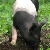 Two Pigs Added to the Homestead (Things We Are Doing Different This Time)